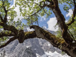 Farne Moose und Flechten