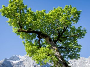 Großer Ahornboden - Berg-Ahorn