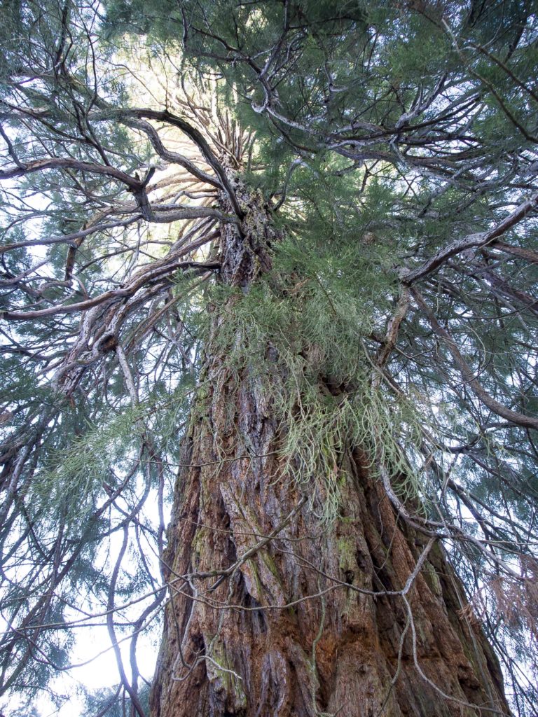 Abendsonne im Wipfel