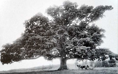 Kreuzeiche Friedrich Stützer 1902